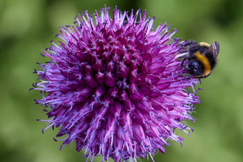 Bee on Allium close The photograph is a macro image taken in the afternoon during the summer season. The main subject is a bee on an Allium flower, showcasing the close interaction between insects and plants. The vibrant purple spherical Allium flower is prominent, with the bee gathering nectar among its many filaments, highlighting detailed structures found in flowers. There are no visible landmarks in the frame, which keeps the focus on the natural elements. This still life macro photograph effectively captures the relationship between bees and the plants they pollinate, emphasizing the importance of insects in the ecosystem.